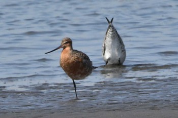 オオソリハシシギ ふなばし三番瀬海浜公園 2024年4月15日(月)