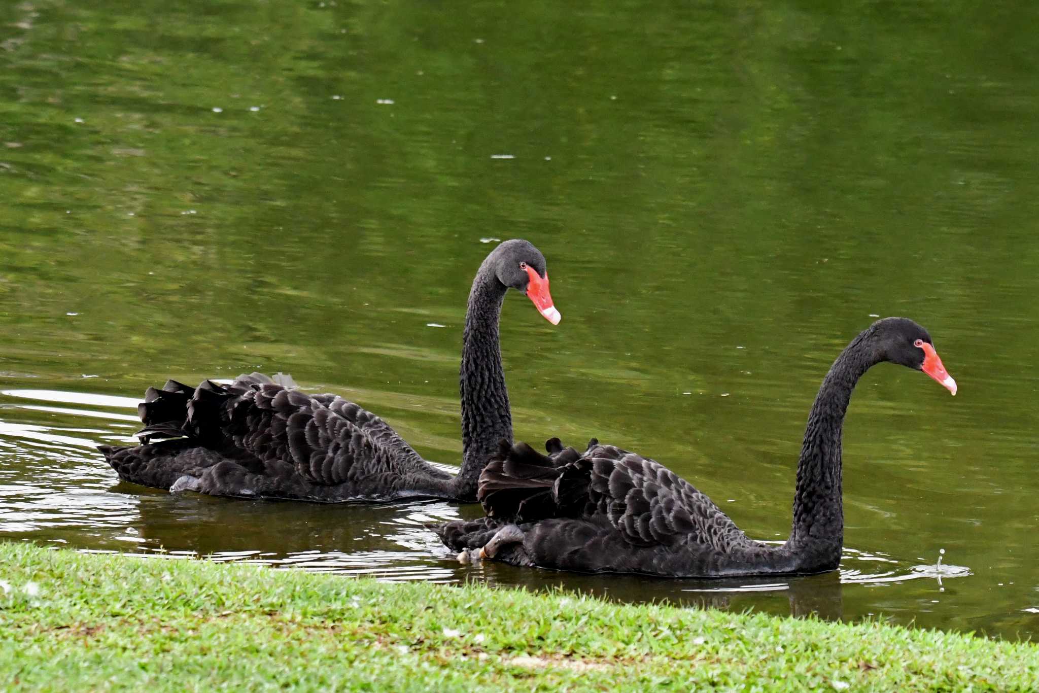 Photo of Black Swan at Singapore Botanic Gardens by あひる