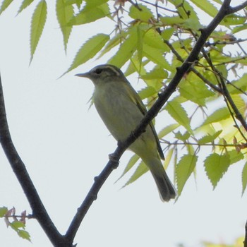 Eastern Crowned Warbler Mizumoto Park Wed, 4/17/2024