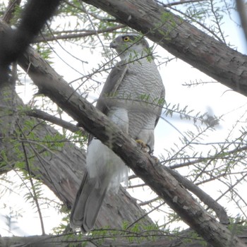 Eurasian Goshawk Mizumoto Park Wed, 4/17/2024