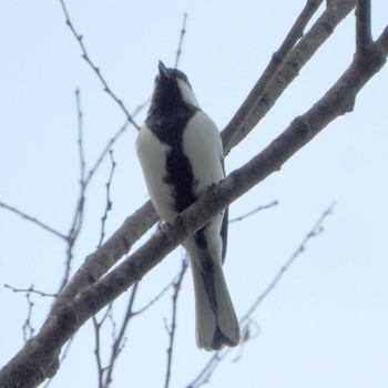 Japanese Tit Mizumoto Park Wed, 4/17/2024