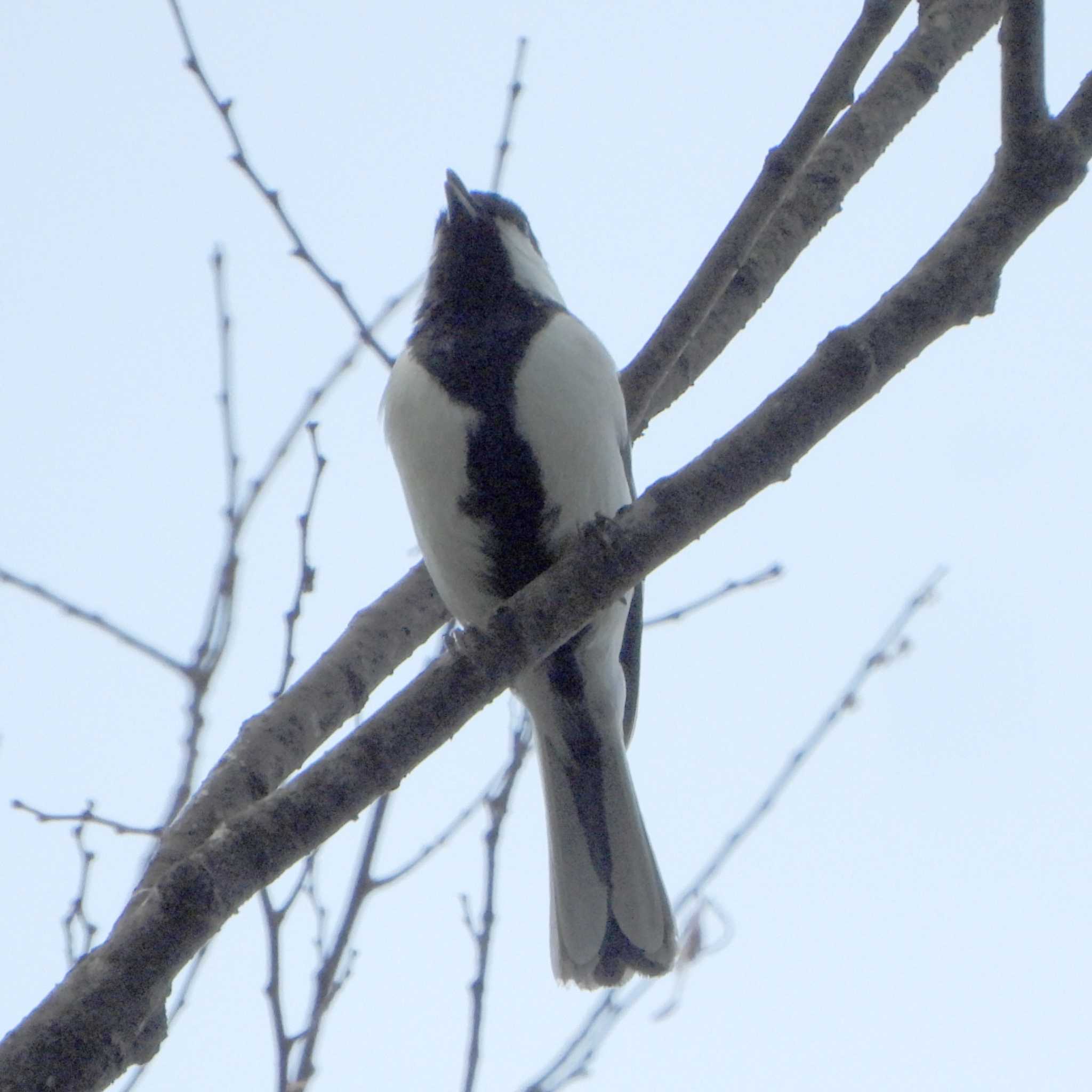 Photo of Japanese Tit at Mizumoto Park by akashi-tai