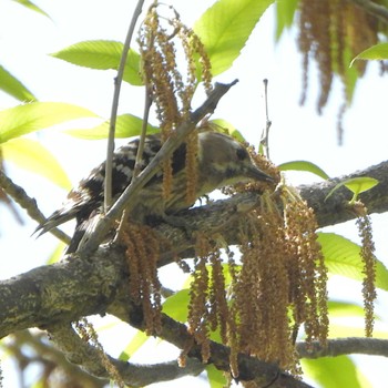 Japanese Pygmy Woodpecker Mizumoto Park Wed, 4/17/2024