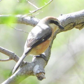 Bull-headed Shrike Mizumoto Park Wed, 4/17/2024