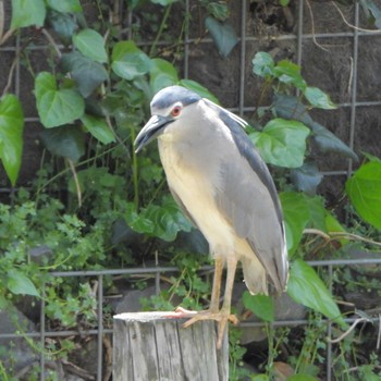 Black-crowned Night Heron Mizumoto Park Wed, 4/17/2024