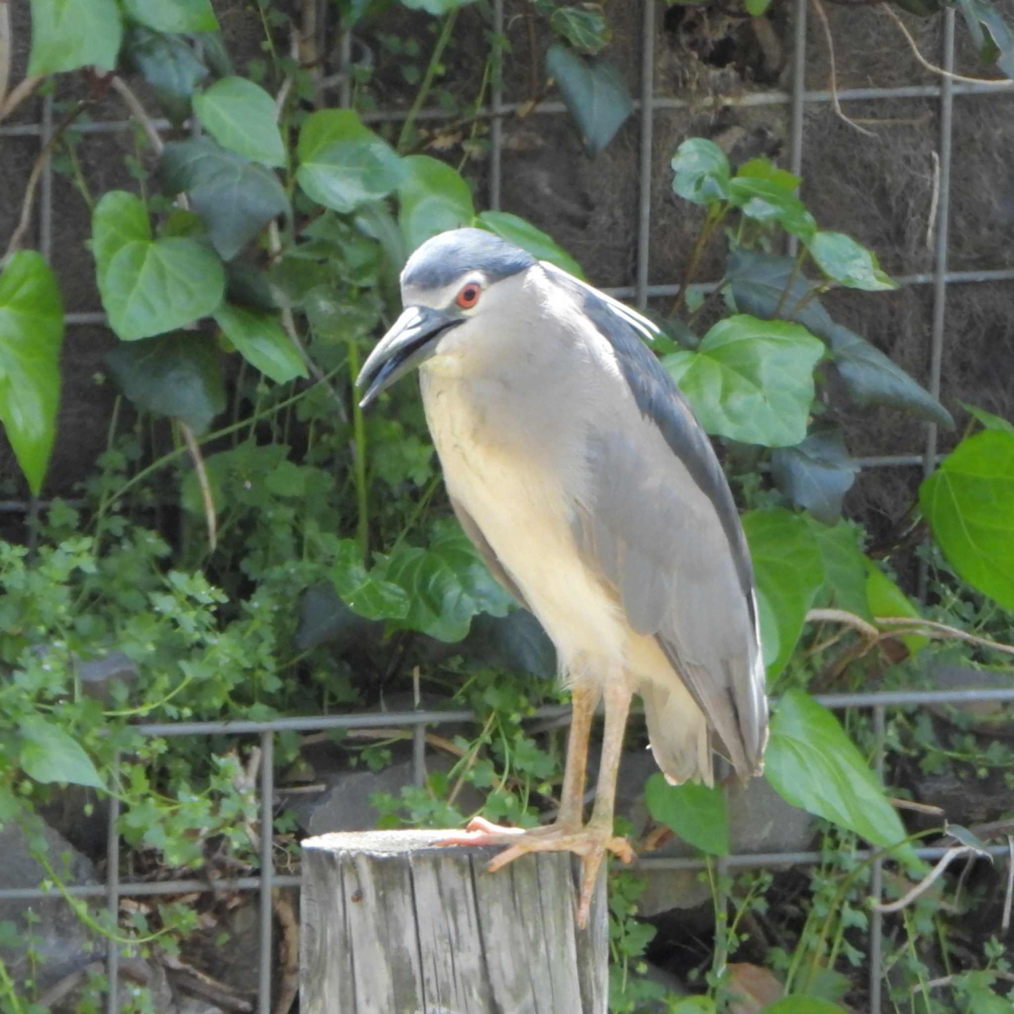 Photo of Black-crowned Night Heron at Mizumoto Park by akashi-tai