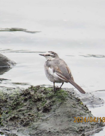 Wagtail 東京湾 Thu, 4/18/2024