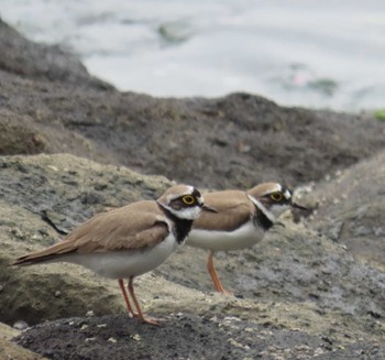 Little Ringed Plover 東京湾 Thu, 4/18/2024