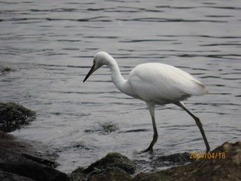 Little Egret 東京湾 Thu, 4/18/2024