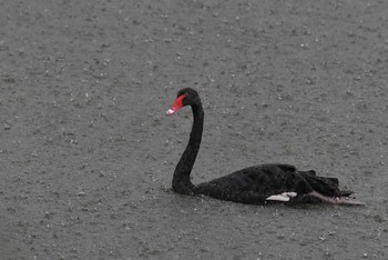 Black Swan Singapore Botanic Gardens Sun, 11/11/2018