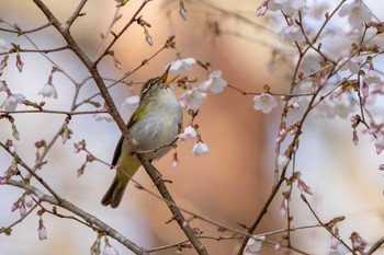 Eastern Crowned Warbler 山梨県 Mon, 4/15/2024