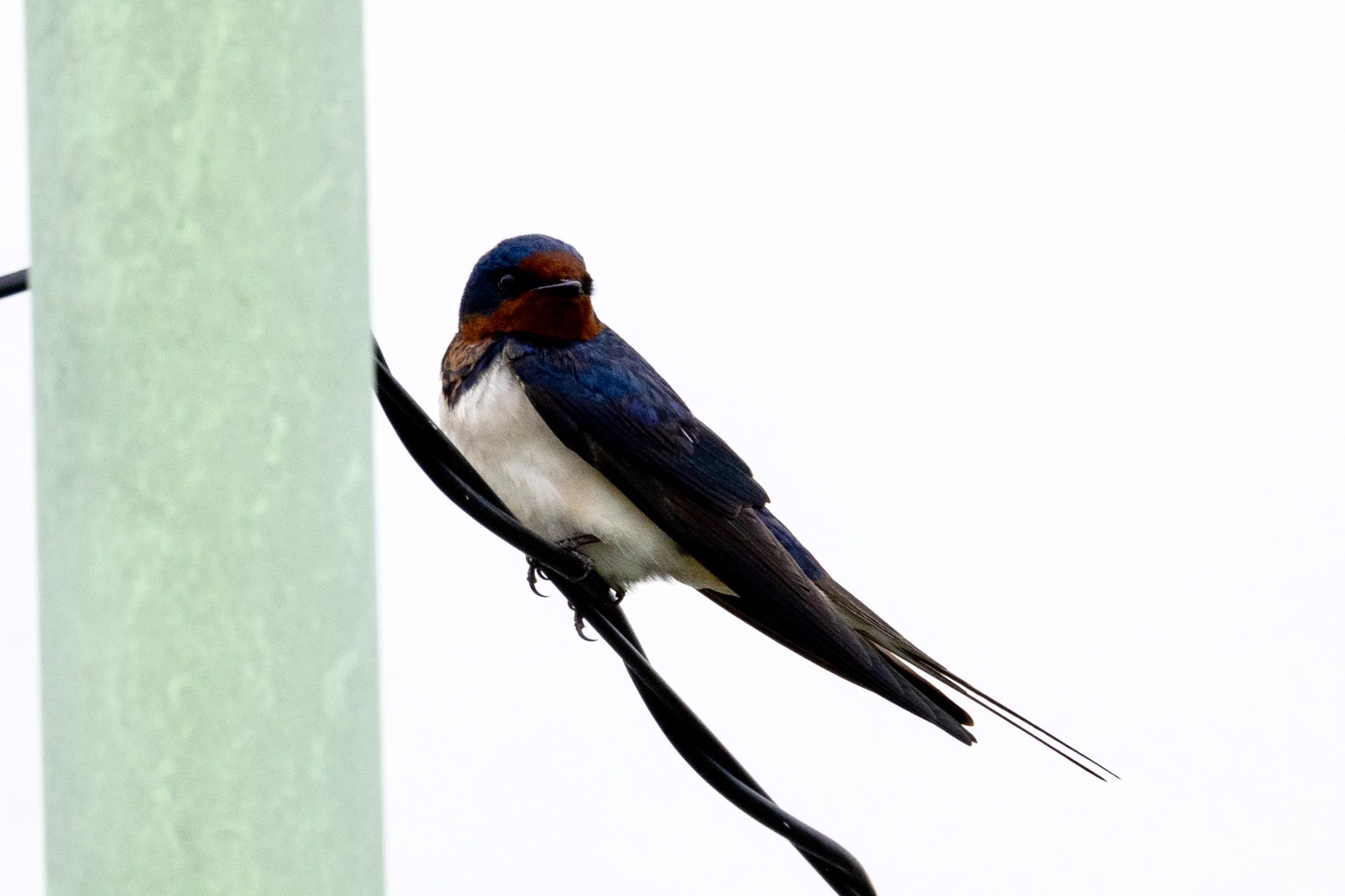 Photo of Barn Swallow at 黒目川 by Tomo