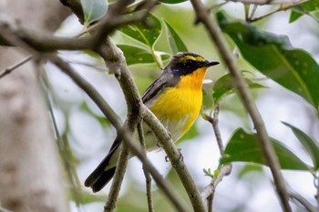 Narcissus Flycatcher Akigase Park Thu, 4/18/2024