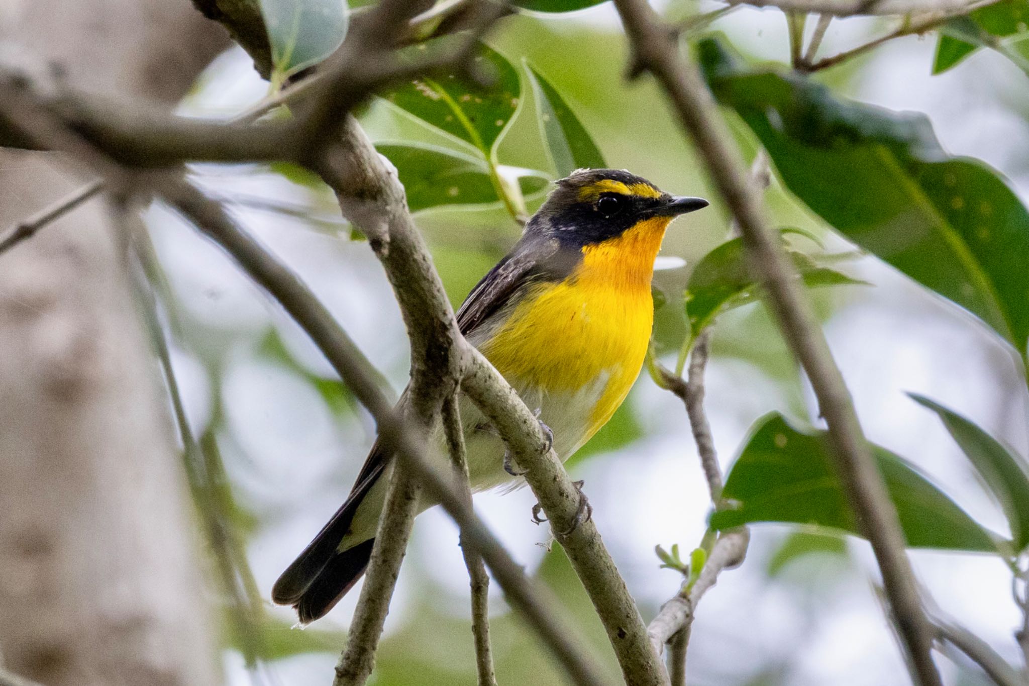 Photo of Narcissus Flycatcher at Akigase Park by Tomo