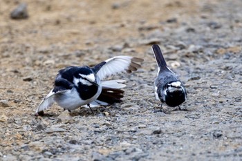 ハクセキレイ 黒目川 2024年4月18日(木)