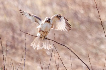 Eastern Buzzard 利根川河川敷 Sun, 3/17/2024