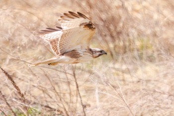 Eastern Buzzard 利根川河川敷 Sun, 3/17/2024