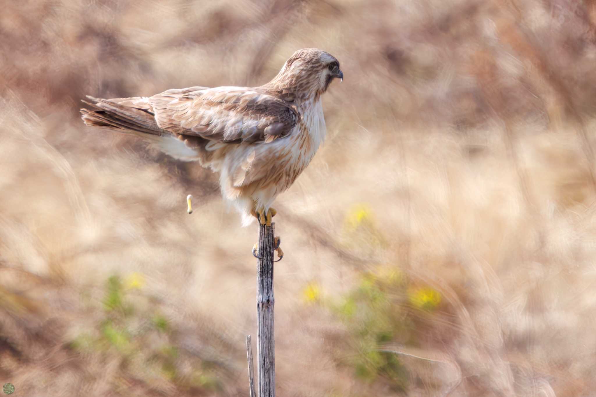 Photo of Eastern Buzzard at 利根川河川敷 by d3_plus