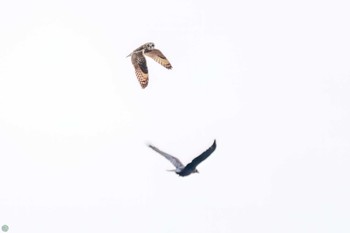 Short-eared Owl 埼玉　荒川河川敷 Sun, 3/17/2024