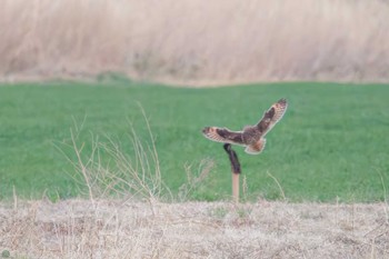 Short-eared Owl 埼玉　荒川河川敷 Sun, 3/17/2024