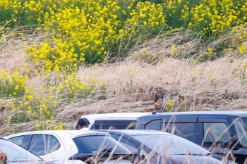 コミミズク 埼玉　荒川河川敷 2024年3月17日(日)