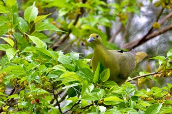 Ryukyu Green Pigeon Unknown Spots Sat, 4/6/2024