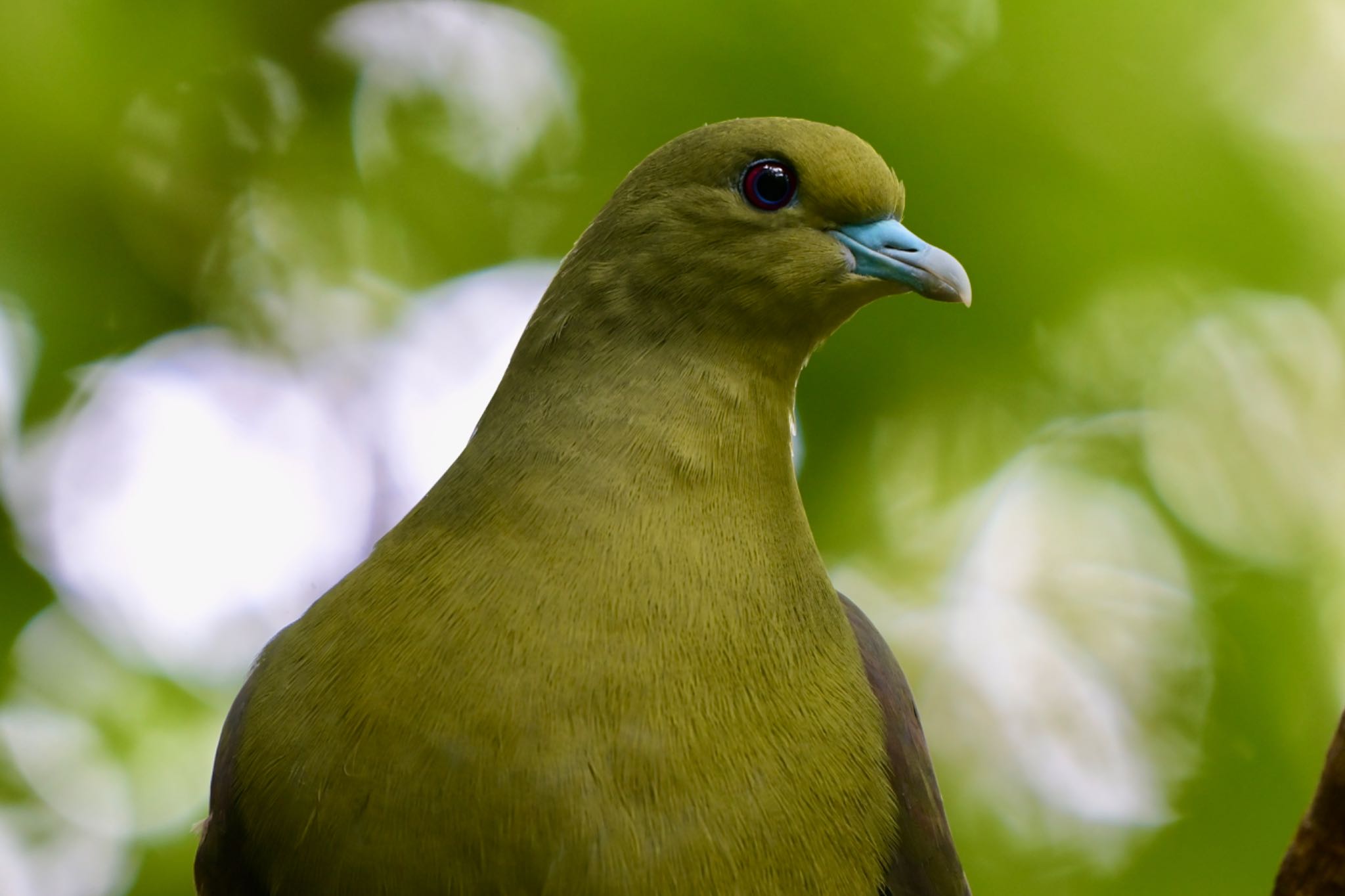 Photo of Ryukyu Green Pigeon at  by 美妃8