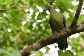 Ryukyu Green Pigeon Unknown Spots Sat, 4/6/2024