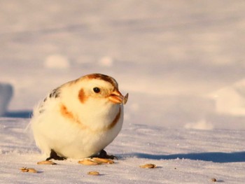 Snow Bunting 鵡川河口 Sun, 1/28/2024