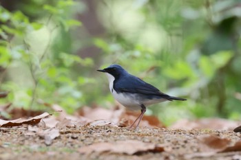 Siberian Blue Robin 兵庫県芦屋市 Thu, 4/18/2024