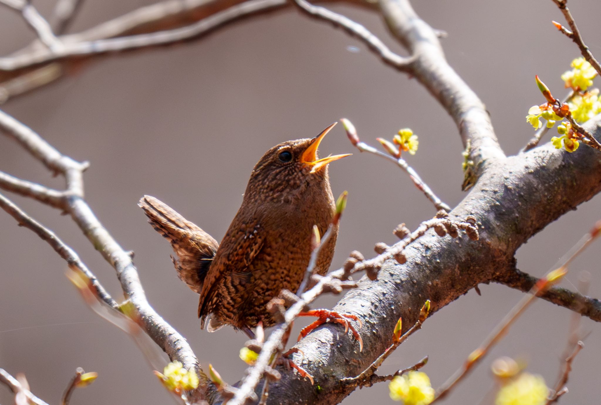 Photo of Eurasian Wren at Karuizawa wild bird forest by room335@bell.ocn.ne.jp