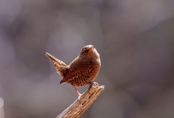 ミソサザイ 軽井沢野鳥の森 2024年4月15日(月)