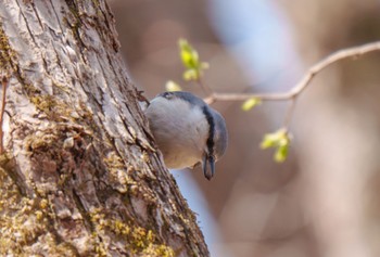 Eurasian Nuthatch Karuizawa wild bird forest Tue, 4/16/2024