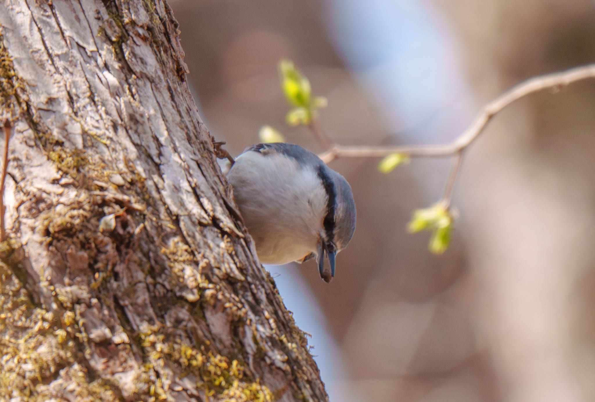 Photo of Eurasian Nuthatch at Karuizawa wild bird forest by room335@bell.ocn.ne.jp