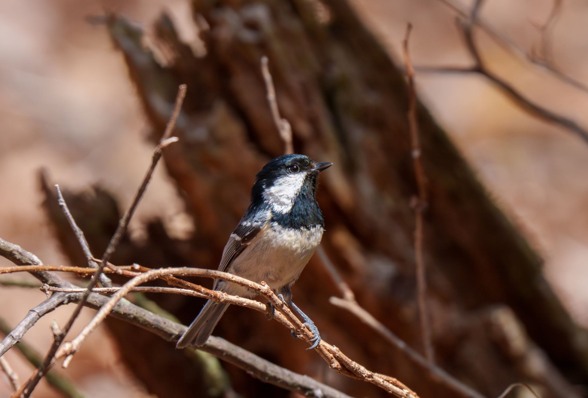 Photo of Coal Tit at Karuizawa wild bird forest by room335@bell.ocn.ne.jp