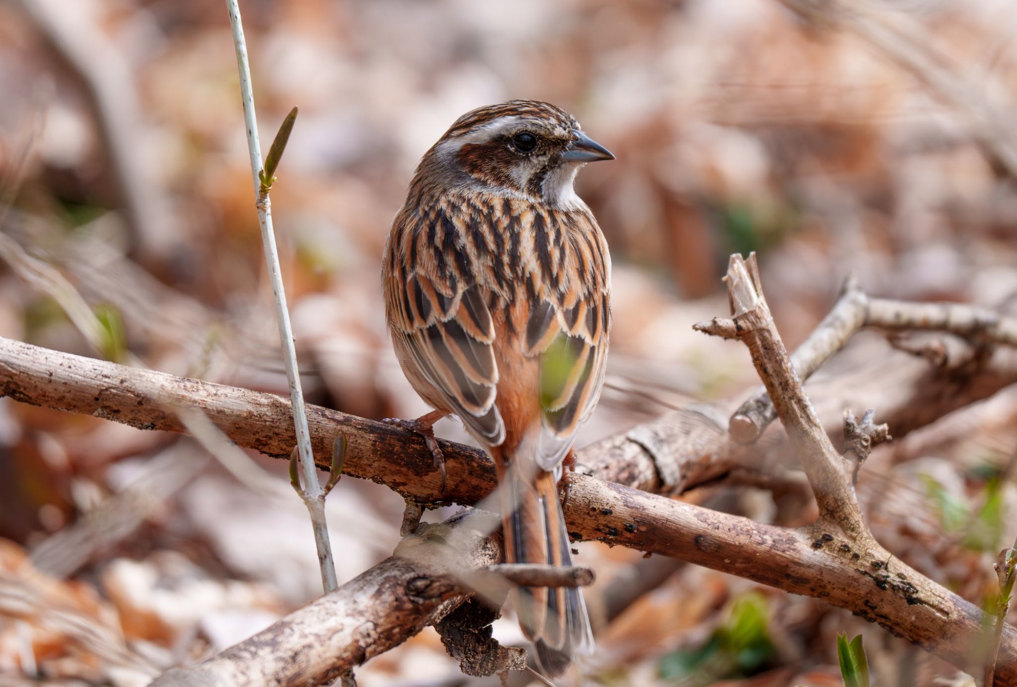 Photo of Meadow Bunting at Karuizawa wild bird forest by room335@bell.ocn.ne.jp