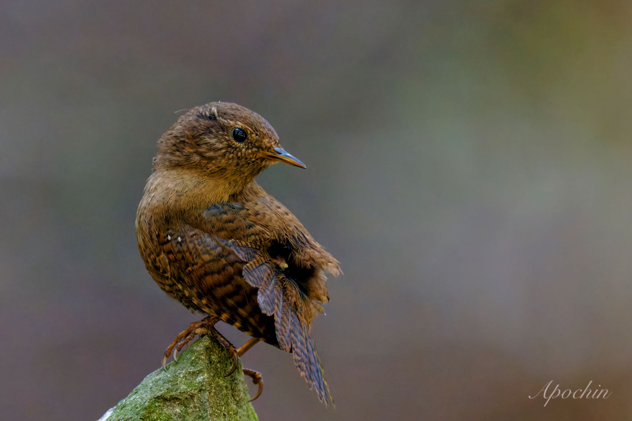 Eurasian Wren