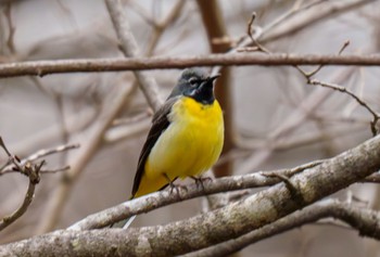 Grey Wagtail Hoshinoya Karuizawa Tue, 4/16/2024