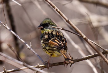 アオジ 軽井沢野鳥の森 2024年4月16日(火)