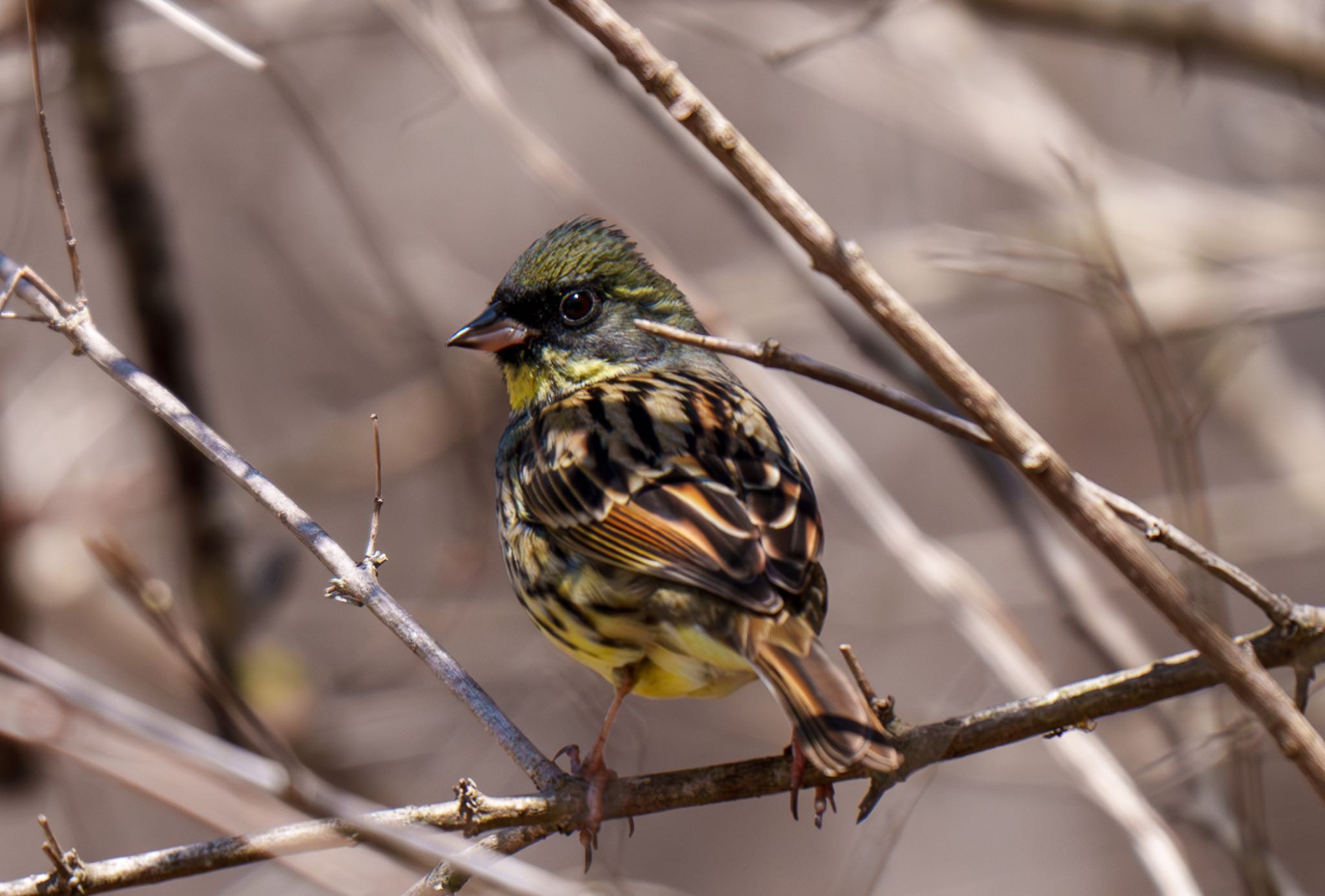 Photo of Masked Bunting at Karuizawa wild bird forest by room335@bell.ocn.ne.jp