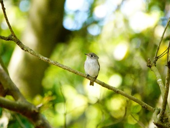 Asian Brown Flycatcher 稲佐山公園 Thu, 4/18/2024