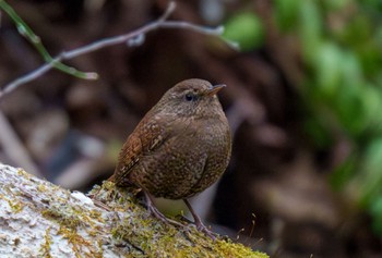 Eurasian Wren Karuizawa wild bird forest Tue, 4/16/2024