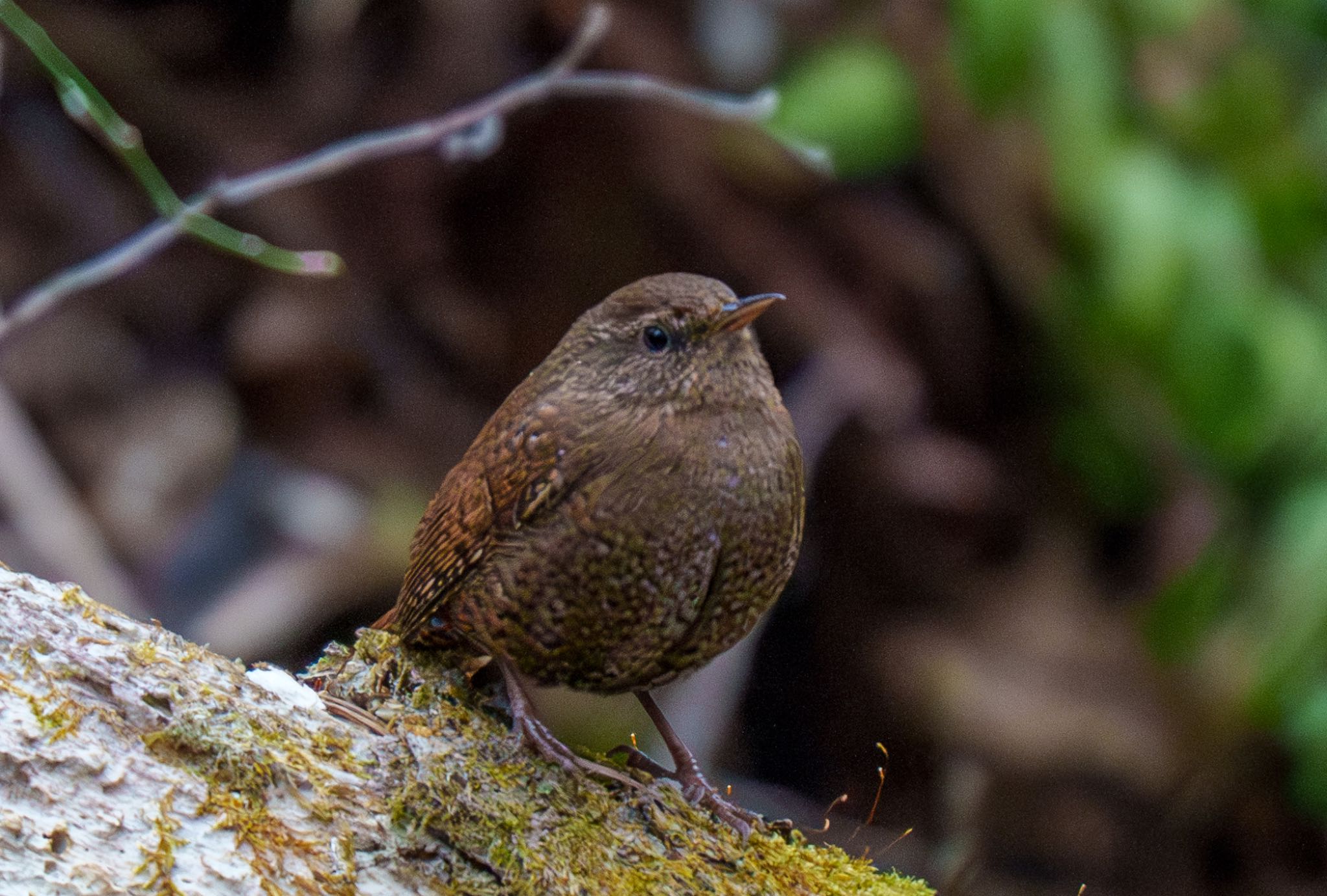 Photo of Eurasian Wren at Karuizawa wild bird forest by room335@bell.ocn.ne.jp