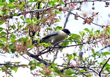 Azure-winged Magpie Kinuta Park Wed, 4/17/2024