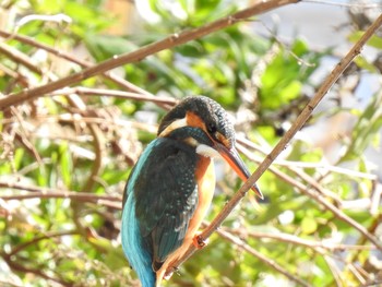 カワセミ 葛西臨海公園 2018年12月24日(月)