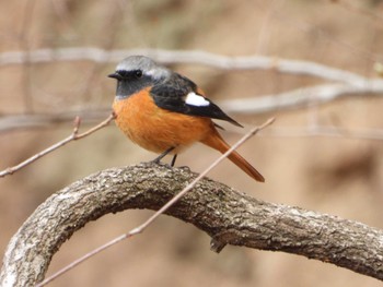 Daurian Redstart 桐生自然観察の森 Sat, 2/17/2024