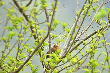 ガビチョウ 笛吹市 2024年4月18日(木)