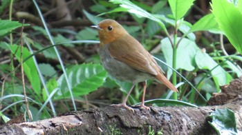 Japanese Robin 吉田出来山公園(岐阜県海津市) Thu, 4/18/2024