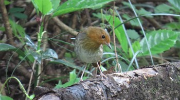 Japanese Robin 吉田出来山公園(岐阜県海津市) Thu, 4/18/2024