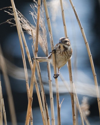 Common Reed Bunting 多摩川 Sun, 4/9/2023